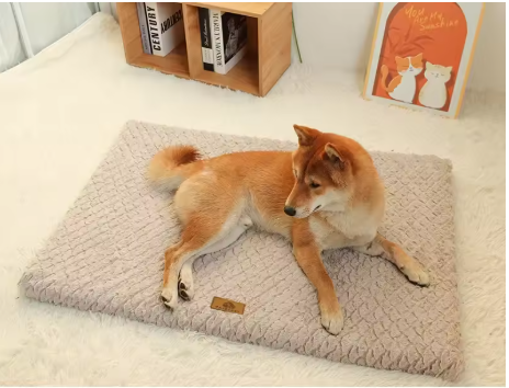 10 Essential Products to Care for Your Pet