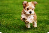 Training Made Easy – Simple Tips for Better Pet Behavior