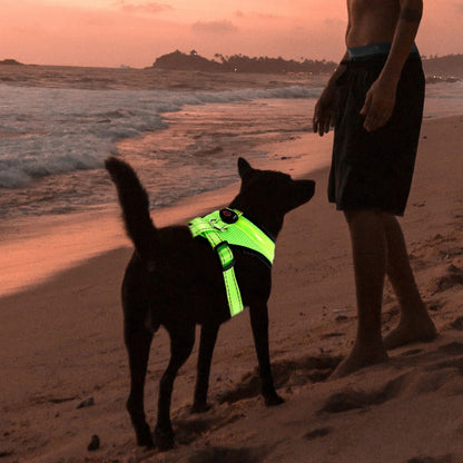 LED Luminous Dog Harness – Rechargeable Night Safety Vest