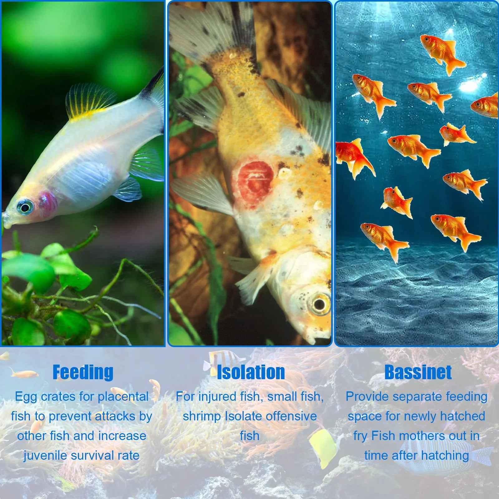 Aquarium Breeder Box – Clear Fish Breeding & Isolation Tank with Removable Mesh Lid