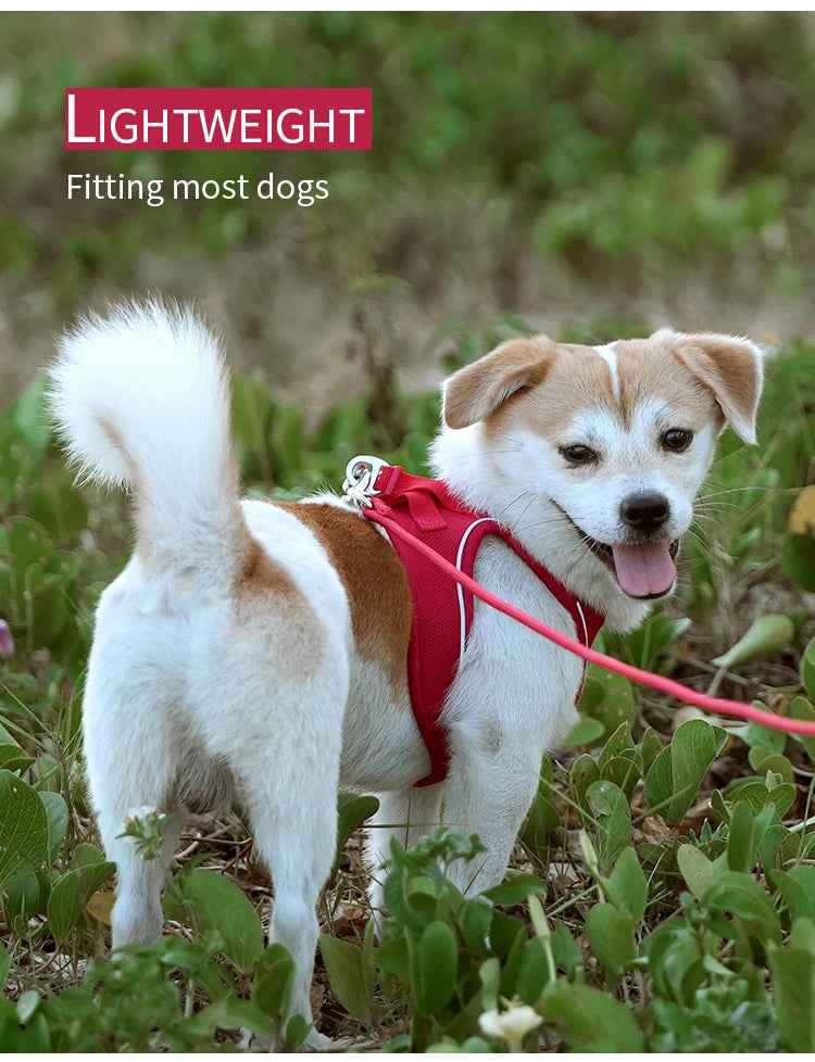 SafePaw™ – Reflective Harness & Leash Set