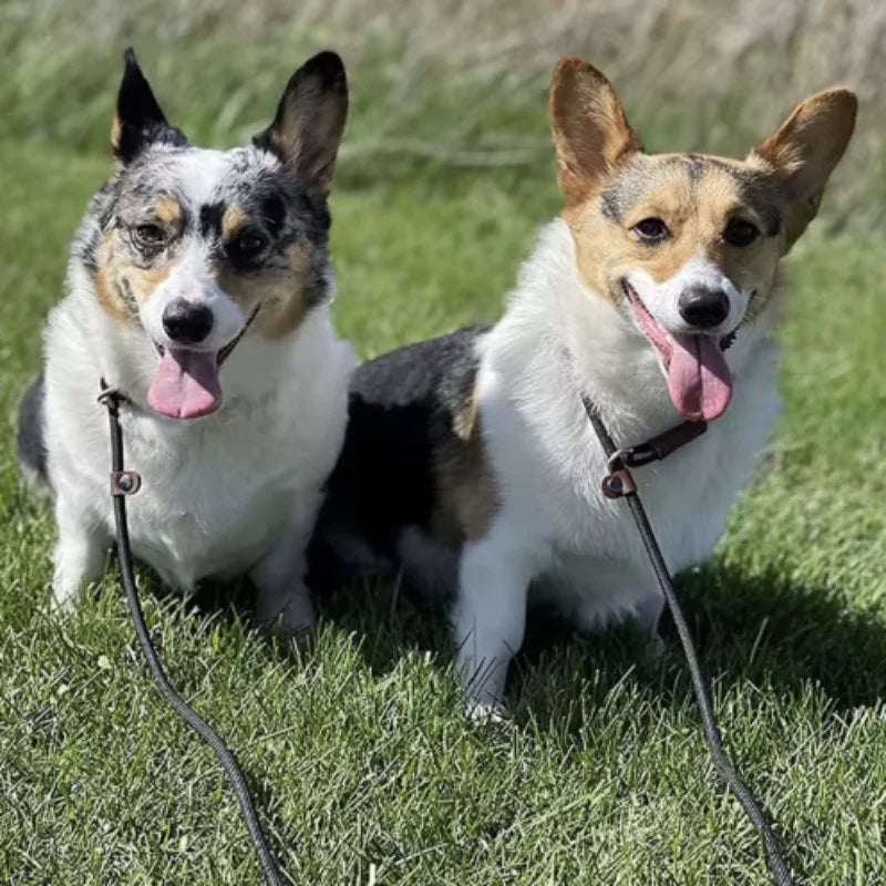 PawLead™ – Adjustable Nylon Dog Leash