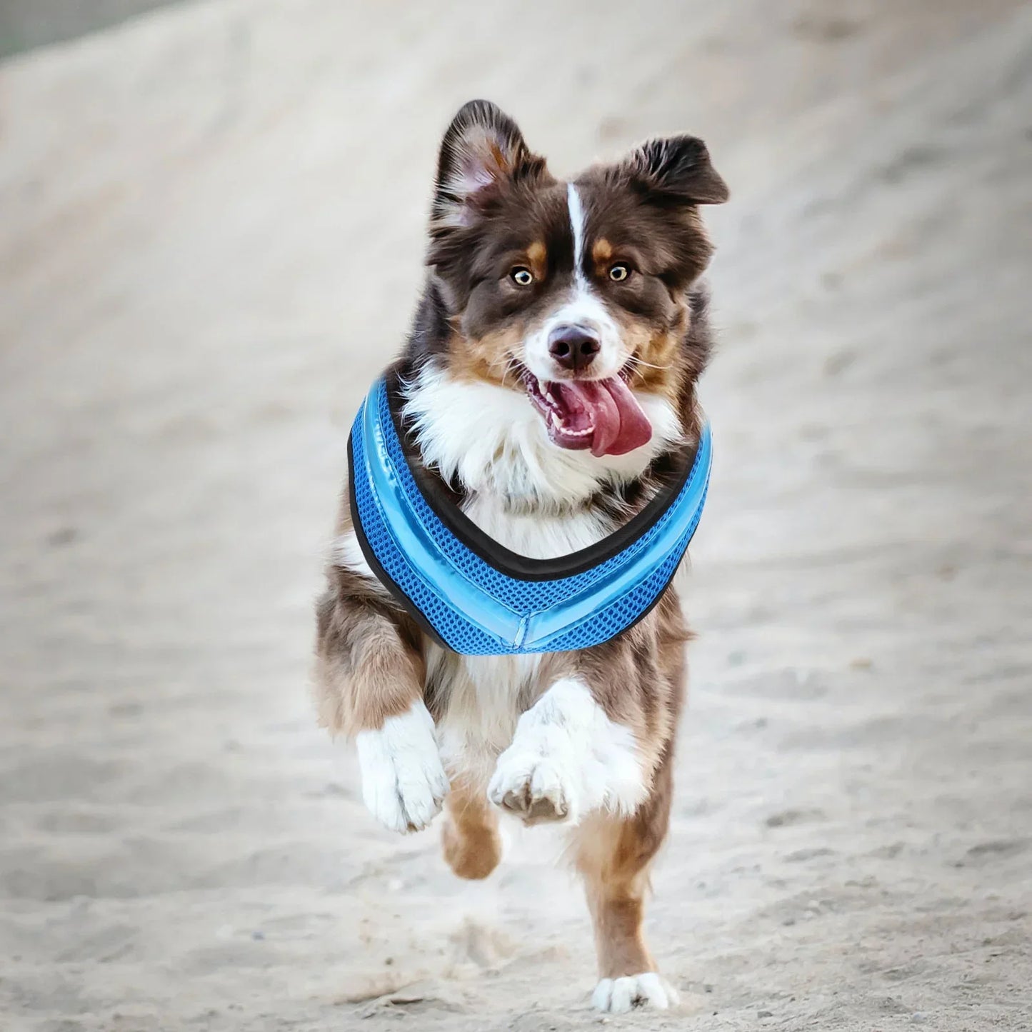 LED Luminous Dog Harness – Rechargeable Night Safety Vest