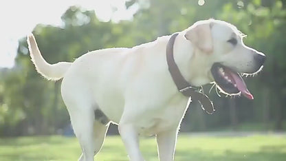 PawTrek™ – 2-in-1 Portable Pet Water & Food Bottle